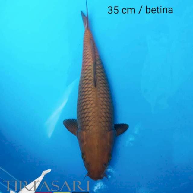 Chagoi 35 cm