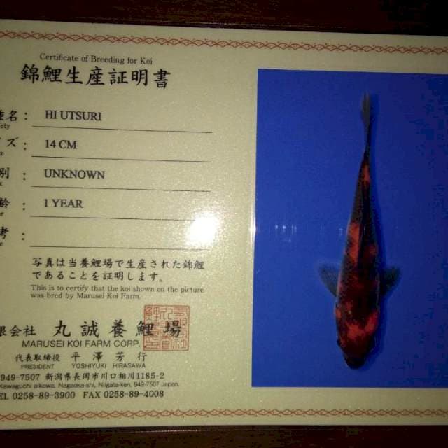 Hi Utsuri 14cm (marusei). Import dan Sertifikat