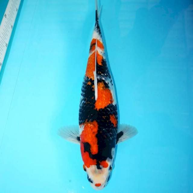 Ginrin Showa Quality F1 42 cm