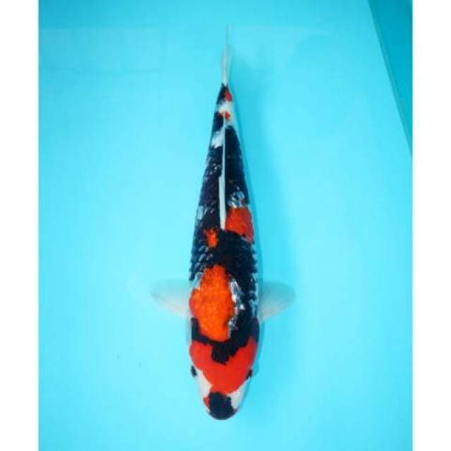 Ginrin Showa Ready Show 40 cm