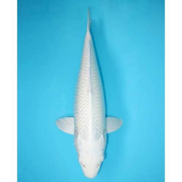 Platinum Betina Putih 37 cm