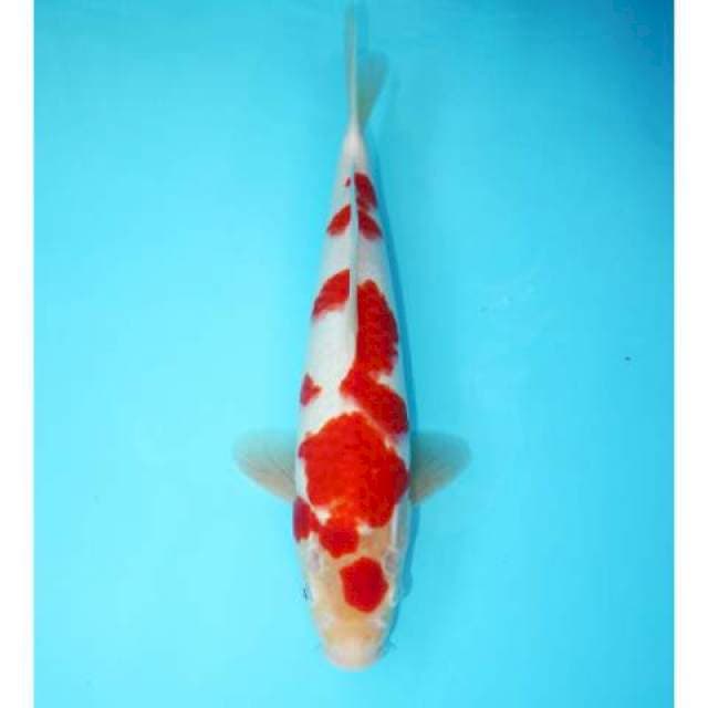MARUTEN KOHAKU SAKURA 32 CM
