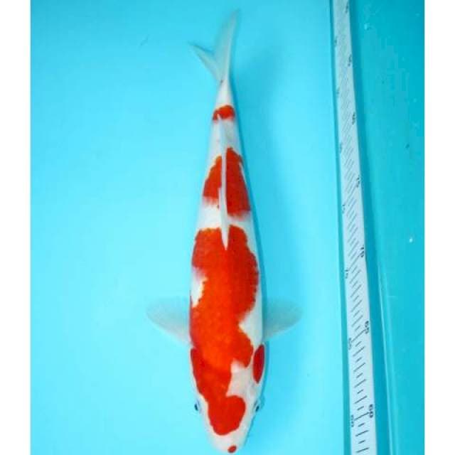 KOHAKU GOOD SIROJI 33 CM