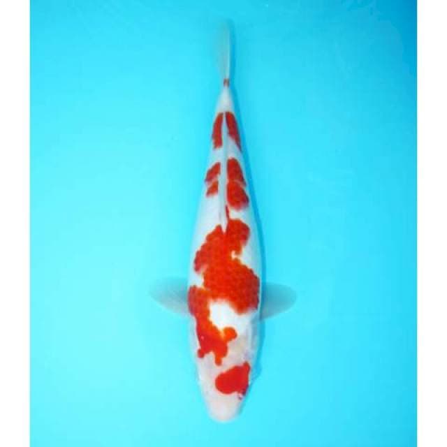 KOHAKU POLA UNIQE 30 CM