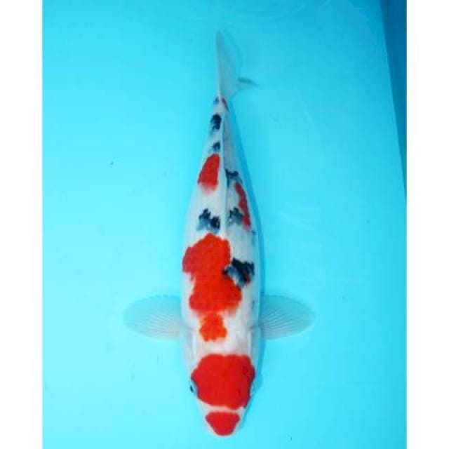 KUCHIBENI TSUBOSUMI SANKE UNYU 33 CM
