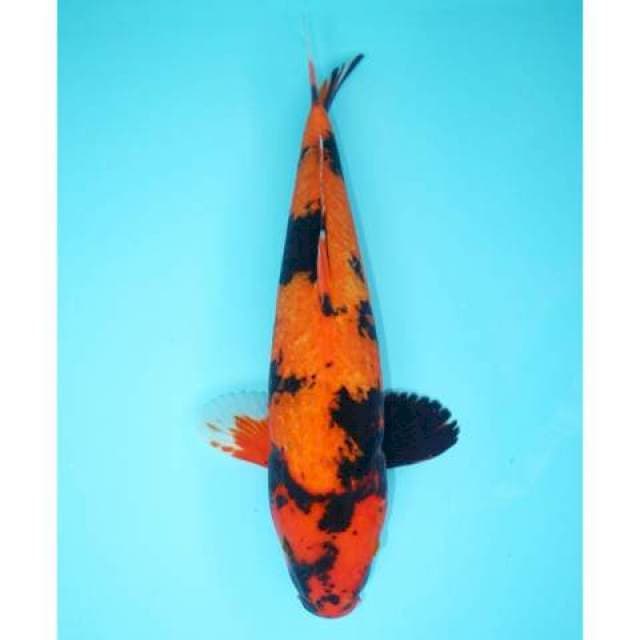 UTSURI PETIR GINRIN 38 CM