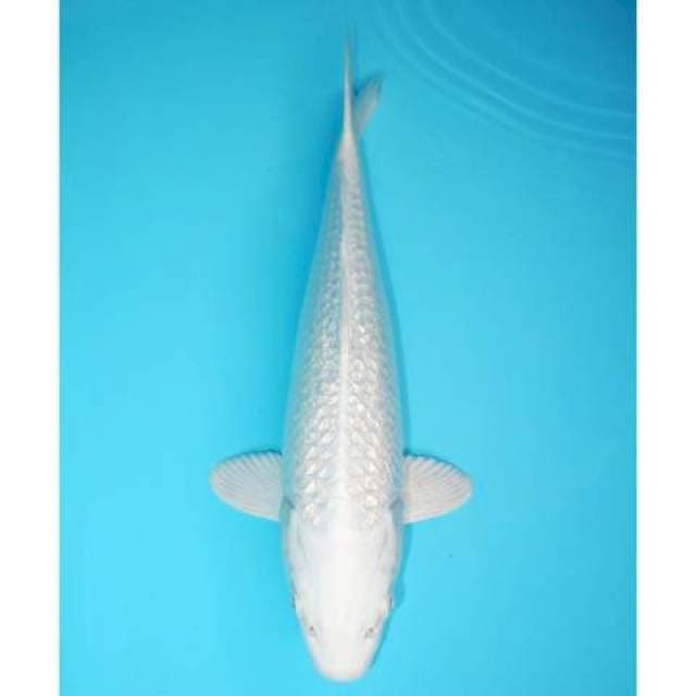 GINRIN PLATINUM GOOD 31 CM