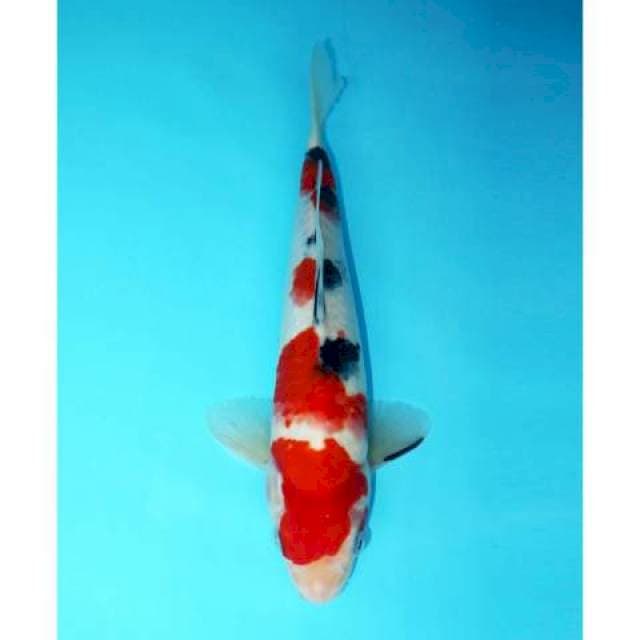 SANKE YONDAN POLA BAGUS 27 CM