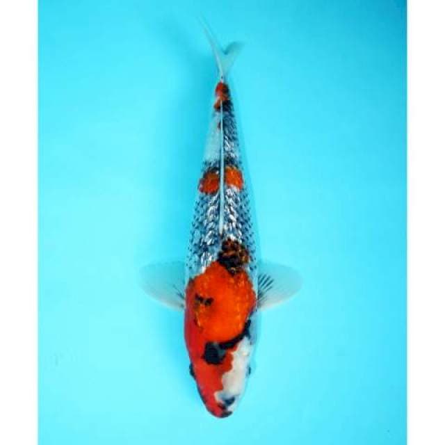 GINRIN SHOWA SIMPLE 32 CM