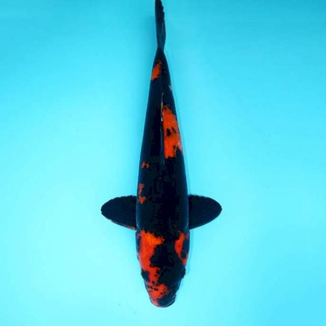 UTSURI HITAM PEKAT 40 CM
