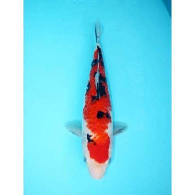 SANKE 31 CM