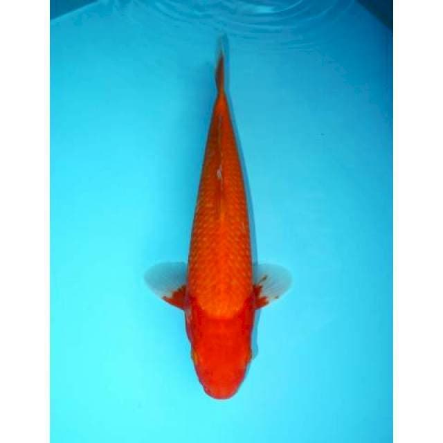 AKA HAJIRO 31 CM