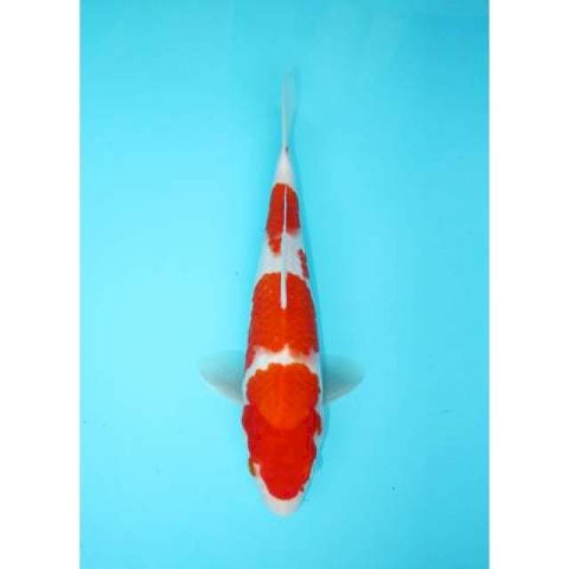SANDAN KOHAKU 27 CM