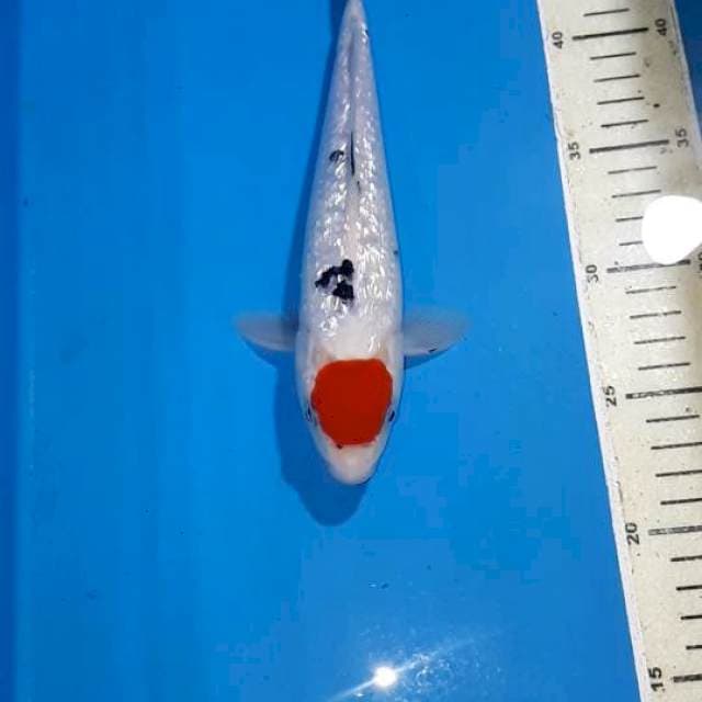 TANCHO 24 CM
