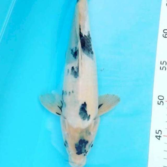 ** shiro tategoi 31cm **