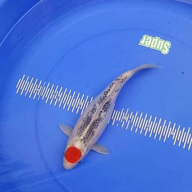 Tacho gosiki 32cm