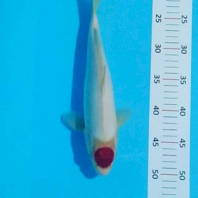** tancho kohaku 32cm**