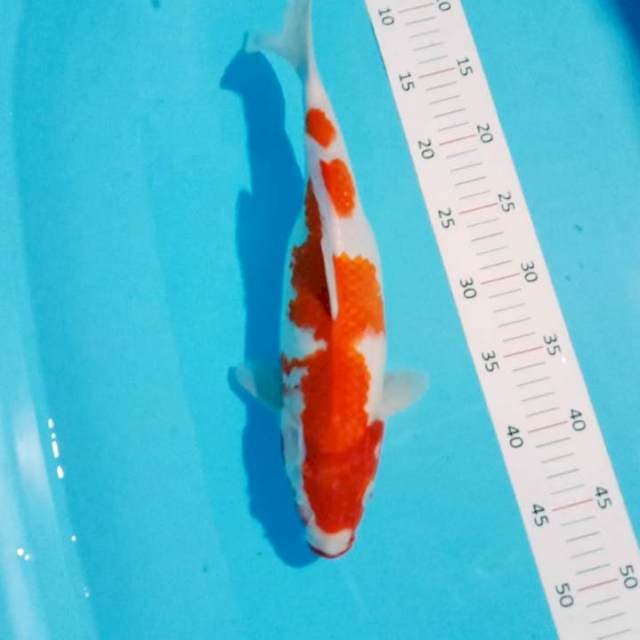 **kohaku 35cm**