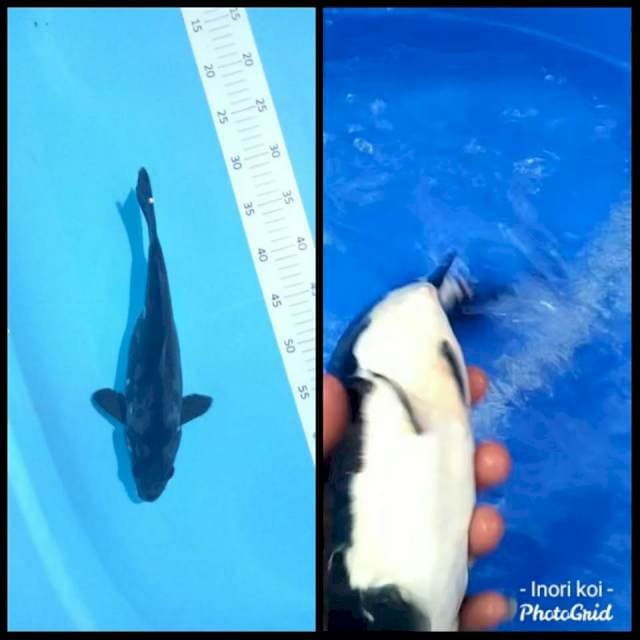 **karasu 31cm**