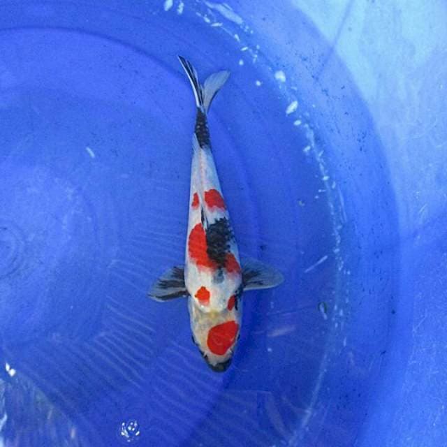 Showa kindai ±25cm