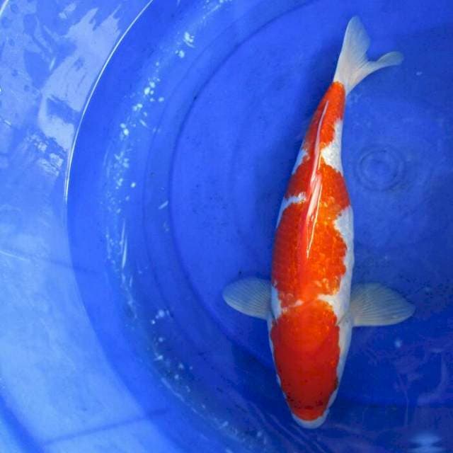Kohaku ginrin ±38cm