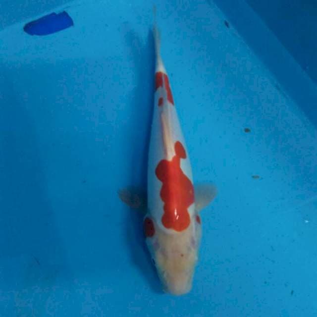 kohaku doit murni