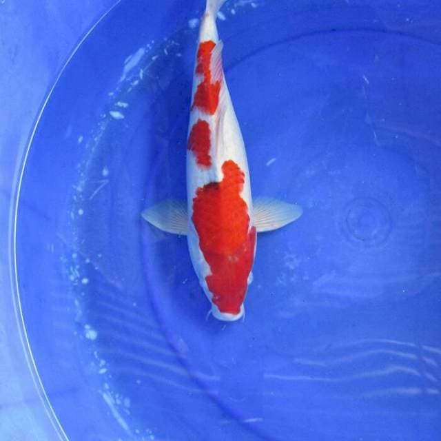 Showa tategoi ±32cm