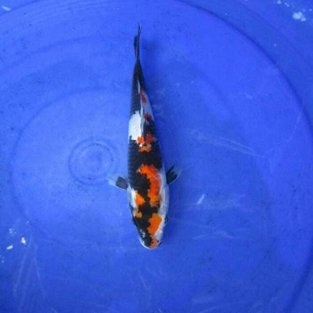 Showa ±22cm