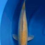 karashi import marusei serti