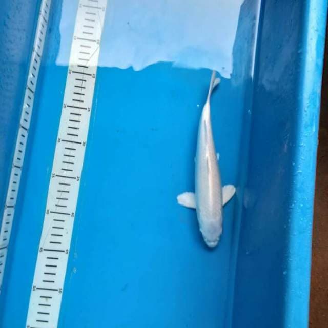 Hq 26 cm