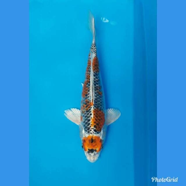 MARUTEN KUJAKU