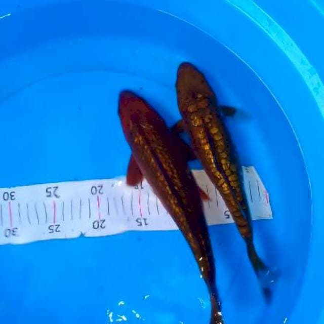 2 chagoi ginrin