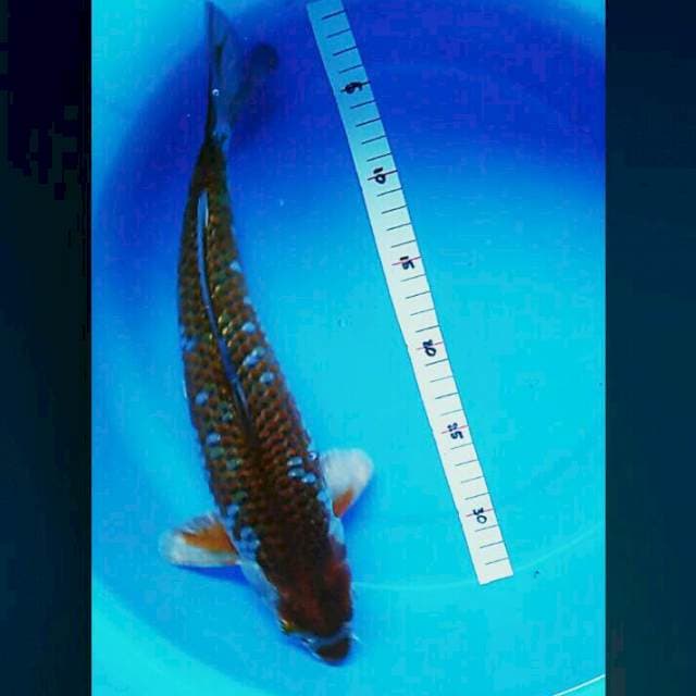 Ochiba 33cm male