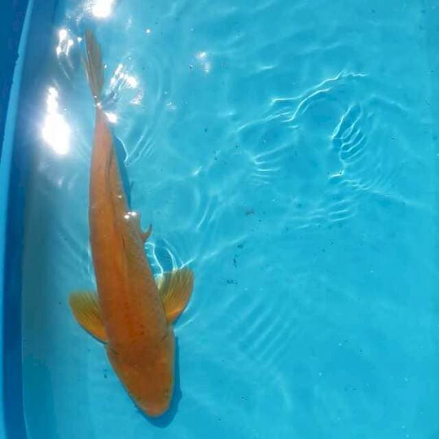 karasi 40 cm jantan