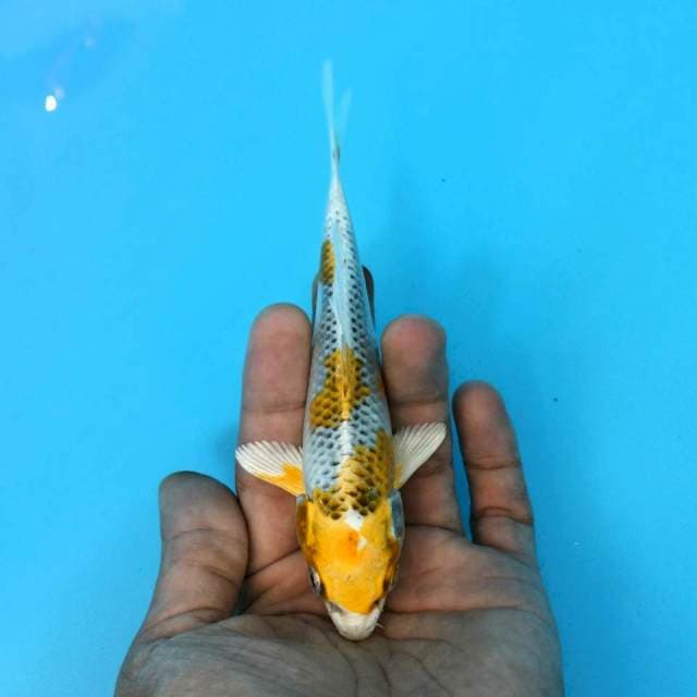 Clean head KUJAKU YELLOW