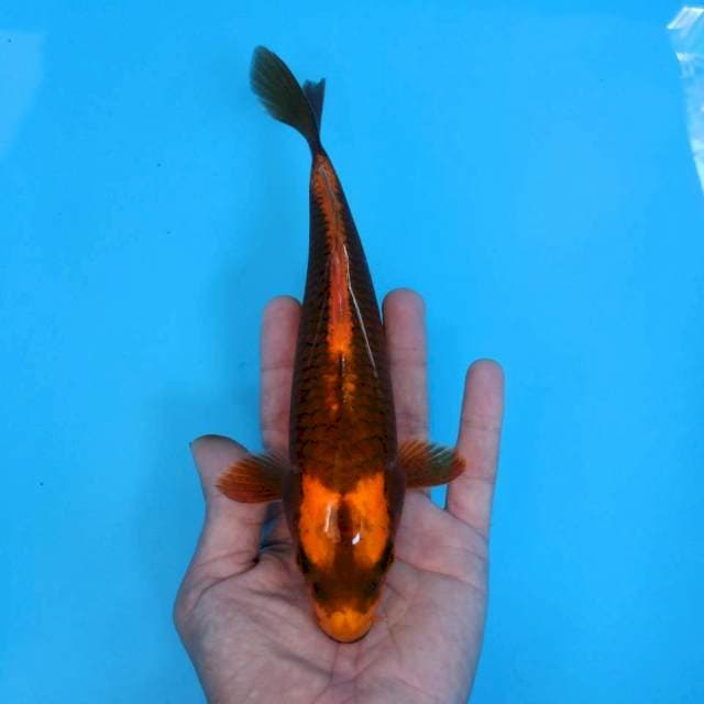 KABUTO NET RAPI