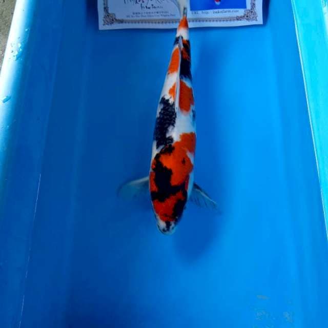 Showa import isa farm joss
