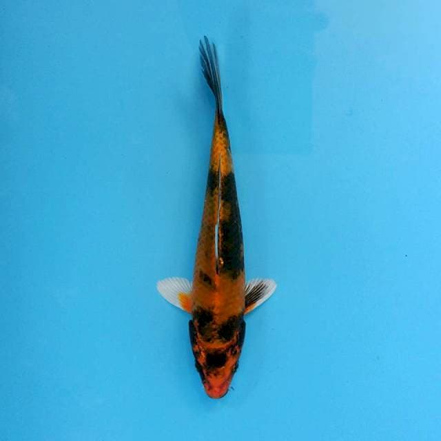 SHOWA HIKARI 