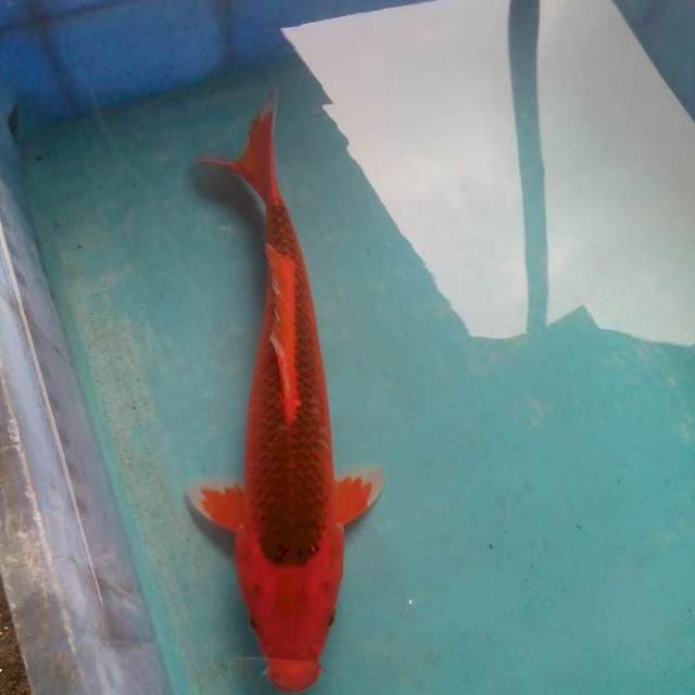 Lumayan1 30 cm