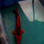 Lumayan1 30 cm