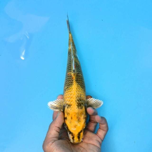 HIKARIMUJIMONO 30cm
