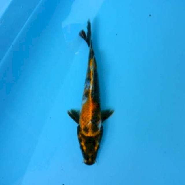 HIKARIUTSURIMONO 25 CM