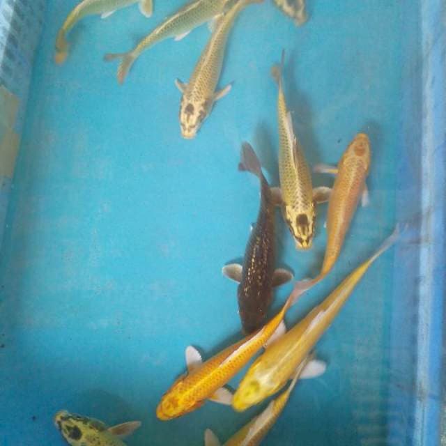 Campur11ekor16-20cm