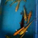Campur11ekor16-20cm
