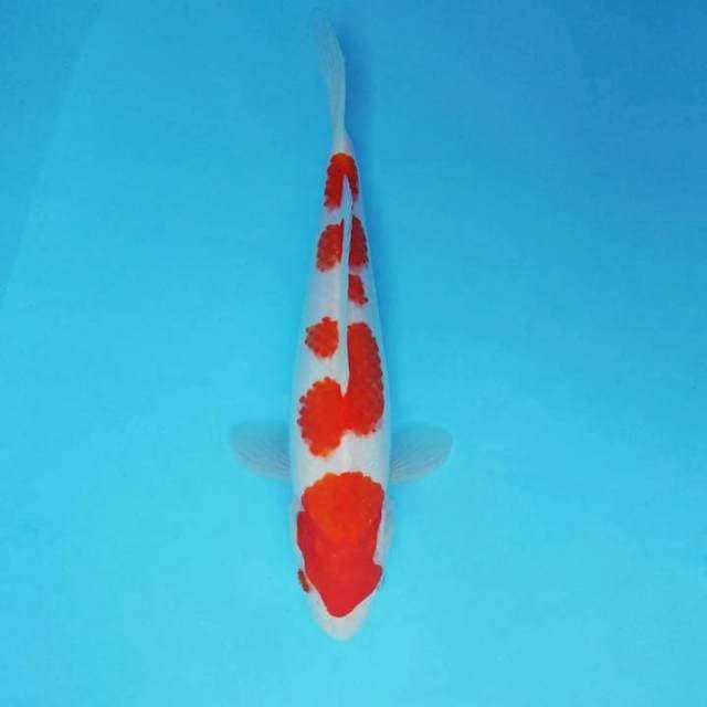 DORIYAKI 1 ~ KOHAKU 5 STEPS ™