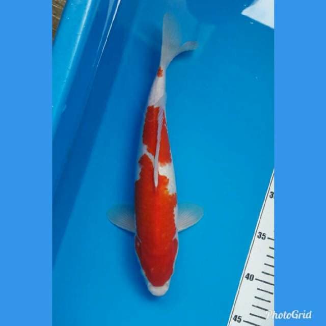 Kohaku