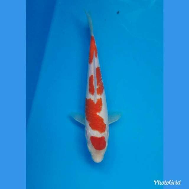 Maruten kohaku