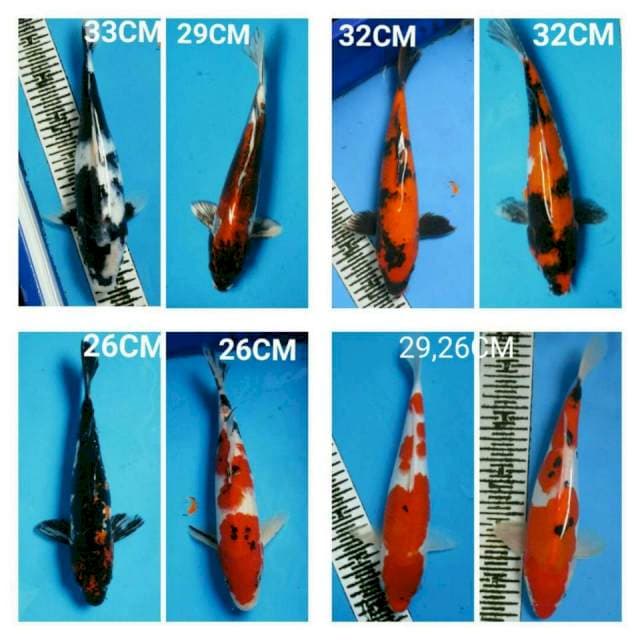 Mix koi