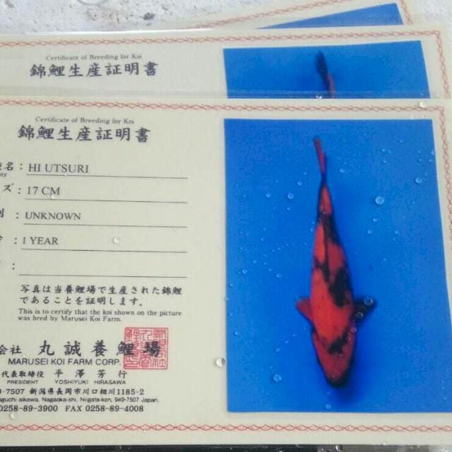 Hiu utsuri marusei