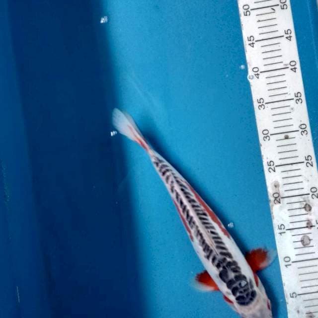 Shusui hot 38cm